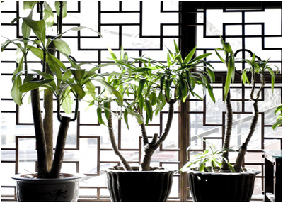 杭州綠植租賃，為生活添彩——花卉綠植租借與代管理的好處