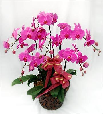 無錫花卉綠植租借與代管理 專業(yè)植物租賃服務提升環(huán)境品質(zhì)