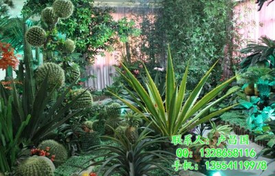 綠藝軒商貿(mào) 武漢花卉租擺與綠植代管理的優(yōu)質(zhì)選擇