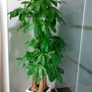 杭州航景園藝 專業花卉綠植租借與代管理服務