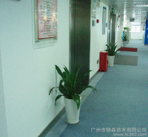 廣州綠植 價格、批發與廠家指南，及花卉綠植租借與代管理服務