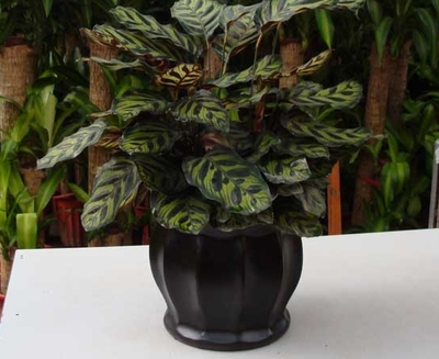 成都植物租賃 孔雀竹芋花卉綠植租借與代管理服務指南