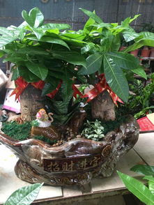 泉州公司租花與萬達綠植租擺 發財樹開業盆栽及代管理服務一覽