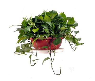 花卉出租服務，北京朝陽區專業花卉綠植租擺公司，讓辦公空間與生活更添綠意