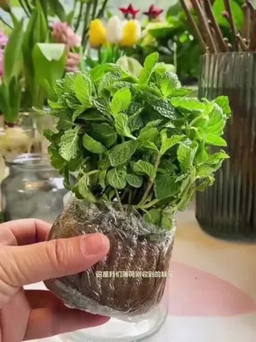 薄荷水培 干凈美觀的夏日室內綠植