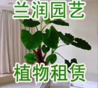 杭州南方四月花卉租賃 打造專業綠植租借方案