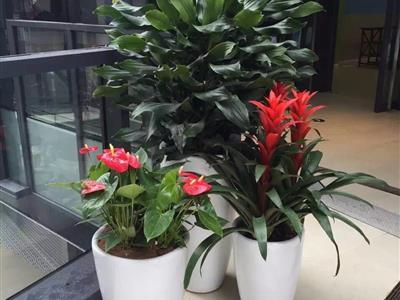辦公室綠植花卉租賃與批發銷售 租一年送一個月，打造健康辦公環境