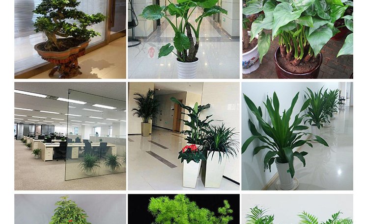 辦公室花卉出租與盆栽綠植租賃 提升室內外環境的綠色解決方案