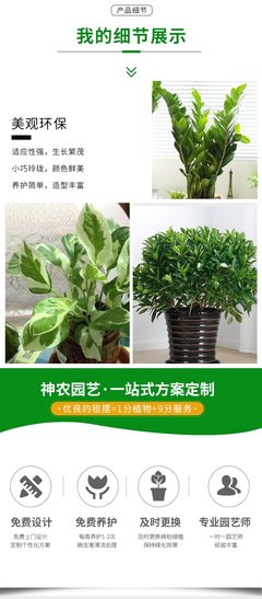 水培盆栽植物出租 辦公室綠植租賃與批發租擺解決方案