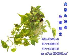 杭州辦公室盆景租擺與綠植花卉出租服務——打造舒適辦公環境