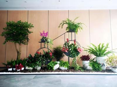 辦公室植物租賃服務 蛇口花卉綠植出租，上門養護與免費更換無憂