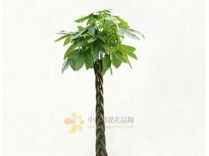 重慶專業寫字樓辦公室綠植出租服務 為您的辦公空間增添生機與活力