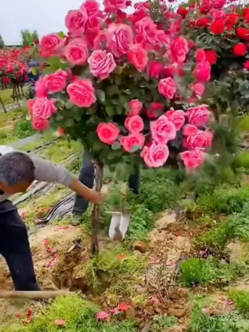 基地現挖精品玫瑰老樁 綠植租借新選擇