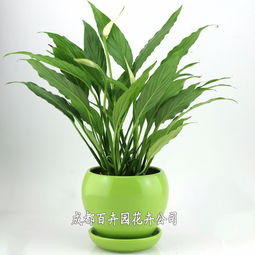 成都辦公室綠植租擺全指南 價格、方案設計一站式解析