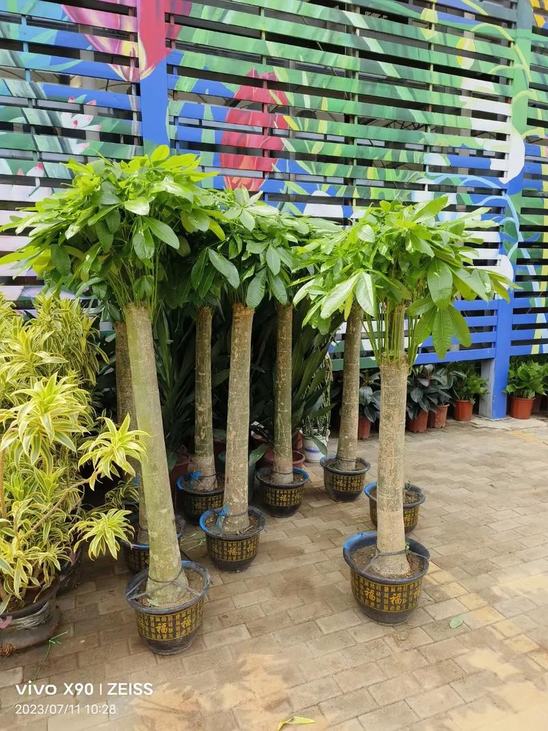 北京綠苑綠植花卉公司 專業花卉綠植租借，為您的空間注入盎然生機