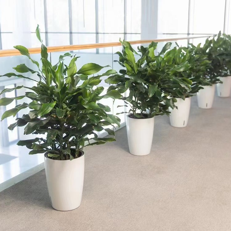 辦公室租擺花卉綠植 打造綠色生態的辦公與酒店空間