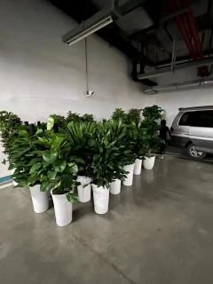 花卉綠植長期租擺 成都企業辦公與商業空間的美化新選擇