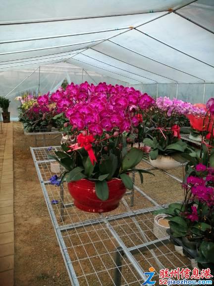 三里河春日花卉盛宴 精品綠植多肉特惠，果樹苗木煥新家園