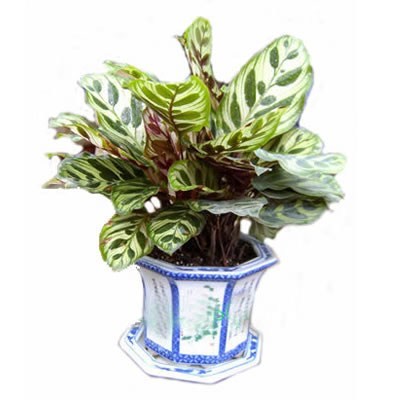 專業綠植租擺服務引領者 杭州綠航園藝，打造錢江新城綠色辦公與生活空間